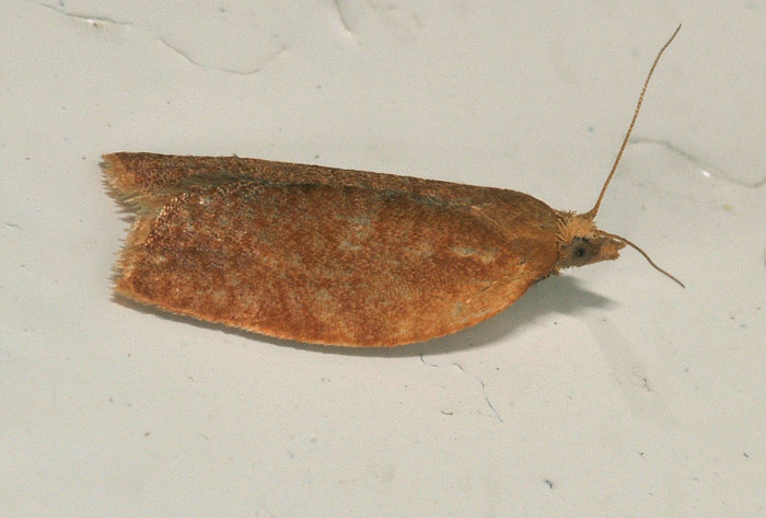 Clepsis consimilana